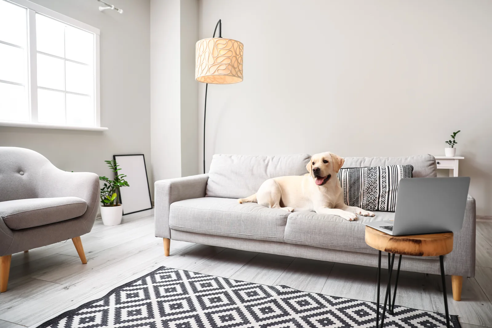 Yellow Labrador lying on a light gray fabric sofa in a bright Kansas City living room, the kind of pet-loved couch R&L Carpet Cleaning services in customers' homes