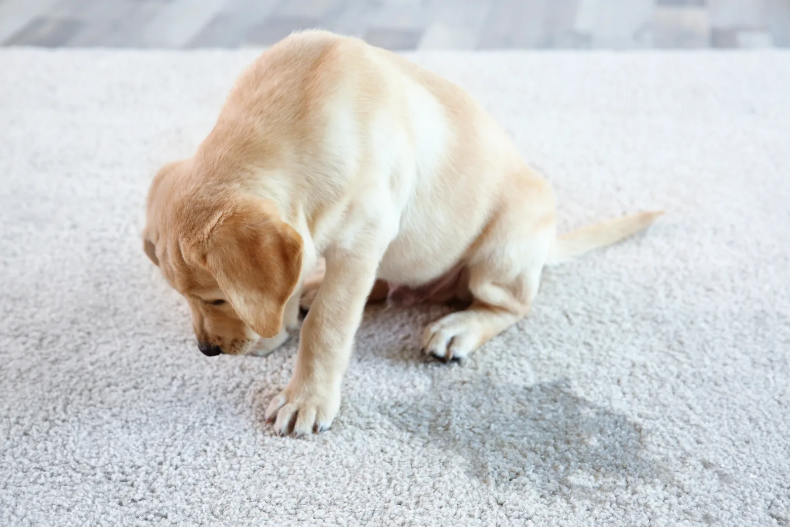 Yellow Labrador puppy sitting on light bedroom carpet next to a fresh pet urine spot